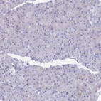Immunohistochemical staining of human pancreas shows no positivity in exocrine glandular cells as expected.