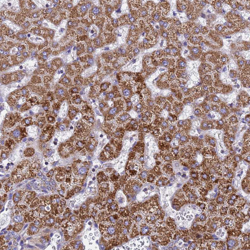 Anti-MRPS12 Antibody