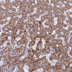 Anti-MRPS12 Antibody