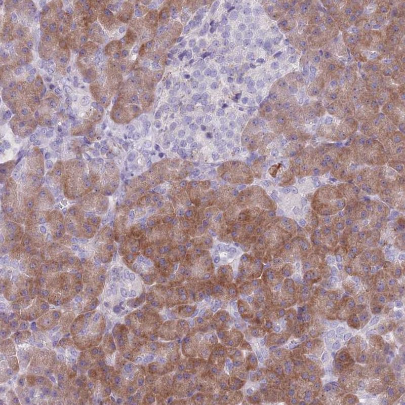 Anti-PAIP2B Antibody