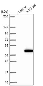 Western blot analysis in control (vector only transfected HEK293T lysate) and POLR3H over-expression lysate (Co-expressed with a C-terminal myc-DDK tag (~3.1 kDa) in mammalian HEK293T cells, LY408616).