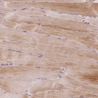 Immunohistochemical staining of human skeletal muscle shows weak cytoplasmic positivity in myocytes.
