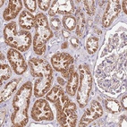 Anti-RMND5A Antibody