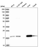 Anti-ARL17A Antibody