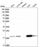 Western blot analysis in human cell line RT-4, human cell line U-251 MG, human plasma, human liver tissue and human tonsil tissue.