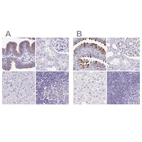 Immunohistochemical staining of human fallopian tube, kidney, liver and lymph node using Anti-CAPSL antibody HPA046811 (A) shows similar protein distribution across tissues to independent antibody HPA058495 (B).