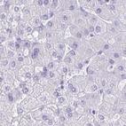 Immunohistochemical staining of human liver using Anti-CAPSL antibody HPA046811.