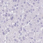 Immunohistochemical staining of human liver using Anti-CAPSL antibody HPA046811.