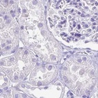 Immunohistochemical staining of human kidney using Anti-CAPSL antibody HPA046811.