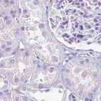 Immunohistochemical staining of human kidney using Anti-CAPSL antibody HPA046811.