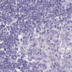 Immunohistochemical staining of human lymph node using Anti-CAPSL antibody HPA046811.