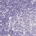 Immunohistochemical staining of human lymph node using Anti-CAPSL antibody HPA046811.