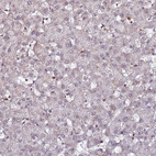 Anti-CLK3 Antibody