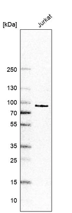 Western blot analysis in human cell line Jurkat.