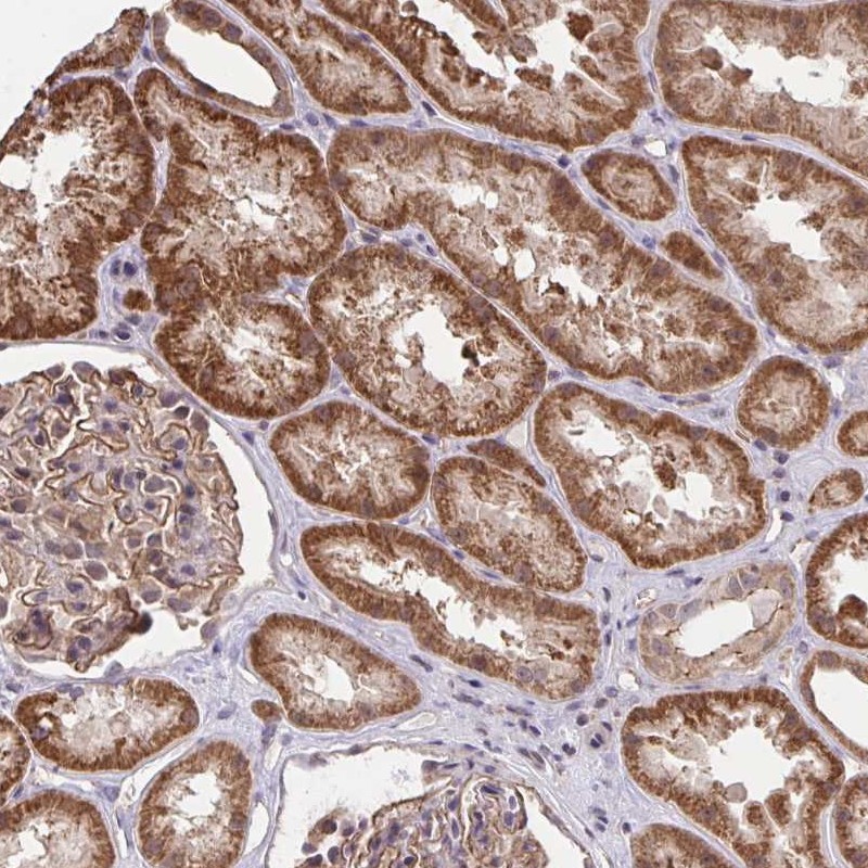Anti-PPP1CA Antibody