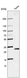 Anti-SLC25A5 Antibody