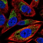Immunofluorescent staining of human cell line PC-3 shows localization to mitochondria.