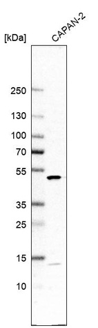 Western blot analysis in human cell line CAPAN-2.