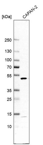 Western blot analysis in human cell line CAPAN-2.