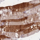Immunohistochemical staining of human skeletal muscle shows high expression.