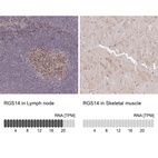 Anti-RGS14 Antibody