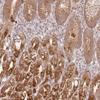 Immunohistochemical staining of human stomach shows strong cytoplasmic granular positivity in glandular cells.