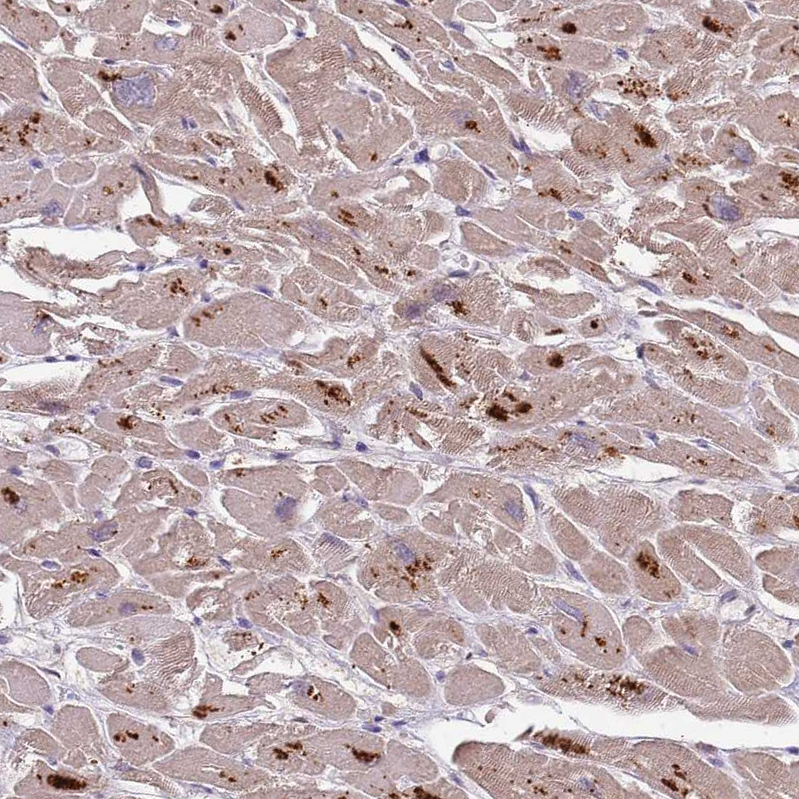 Anti-PLCXD3 Antibody