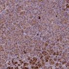 Immunohistochemical staining of human pancreas shows moderate to strong cytoplasmic granular positivity in exocrine glandular cells.