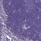 Immunohistochemical staining of human lymph node shows no positivity in non-germinal center cells as expected.