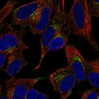 Immunofluorescent staining of human cell line SH-SY5Y shows localization to the Golgi apparatus.