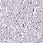 Anti-KPNA3 Antibody