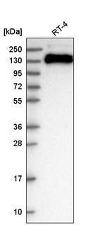 Anti-TJP3 Antibody