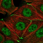 Immunofluorescent staining of human cell line MCF7 shows localization to nucleoplasm & cell junctions.