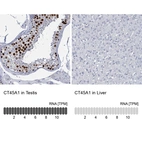Anti-CT45A1 Antibody