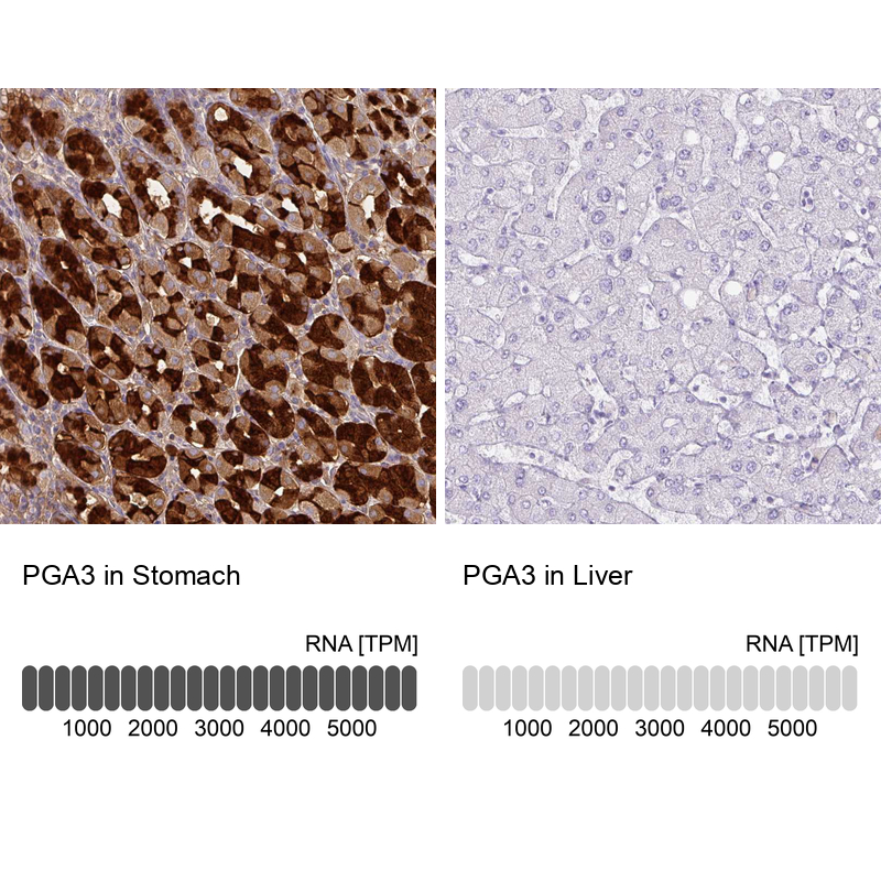 Anti-PGA3 Antibody