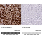 Anti-PGA3 Antibody