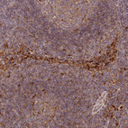 Immunohistochemical staining of human lymph node shows moderate to strong cytoplasmic positivity in non-germinal center cells.