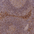 Immunohistochemical staining of human lymph node shows moderate to strong cytoplasmic positivity in non-germinal center cells.