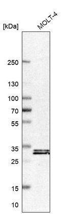 Western blot analysis in human cell line MOLT-4.