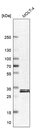 Western blot analysis in human cell line MOLT-4.