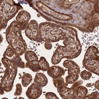 Anti-KIF26A Antibody