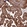 Anti-KIF26A Antibody