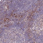 Anti-MAGEF1 Antibody