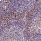 Anti-MAGEF1 Antibody