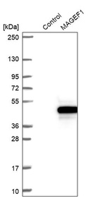 Western blot analysis in control (vector only transfected HEK293T lysate) and MAGEF1 over-expression lysate (Co-expressed with a C-terminal myc-DDK tag (~3.1 kDa) in mammalian HEK293T cells, LY411737).