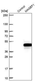 Western blot analysis in control (vector only transfected HEK293T lysate) and MAGEF1 over-expression lysate (Co-expressed with a C-terminal myc-DDK tag (~3.1 kDa) in mammalian HEK293T cells, LY411737).