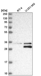 Anti-MTAP Antibody