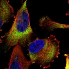 Immunofluorescent staining of human cell line U-251 MG shows localization to cytosol.