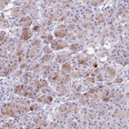 Immunohistochemical staining of human pancreas shows moderate cytoplasmic positivity in exocrine glandular cells.