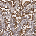 Immunohistochemical staining of human Small intestine shows strong granular cytoplasmic positivity in glandular cells.